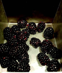 Blackberries