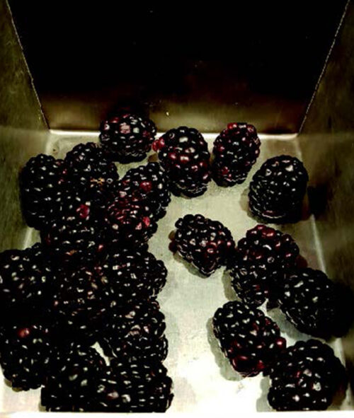 Blackberries